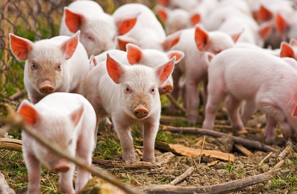 Китайцы заинтересовались созданием свинокомплекса в Пензенской области