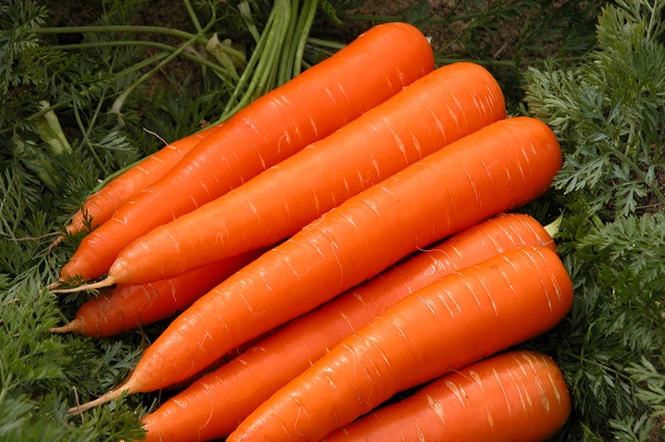 В Пензенской области производство овощей увеличат на 10%