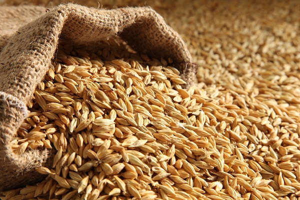 В Пензенской области – самая высокая урожайность зерновых в ПФО